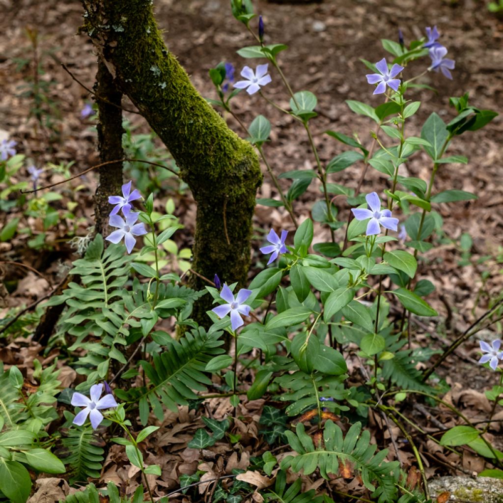 Vinca difformis - Alcandorea