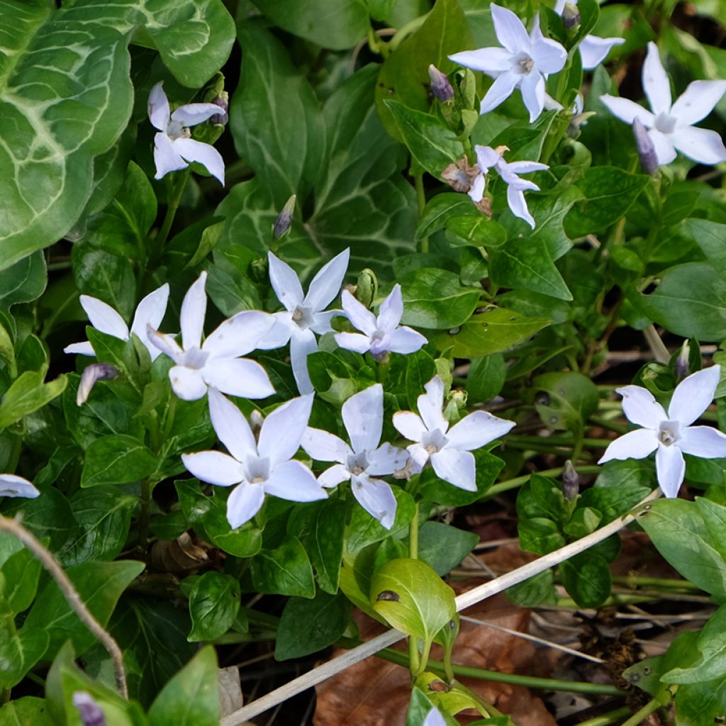 Vinca difformis - Alcandorea