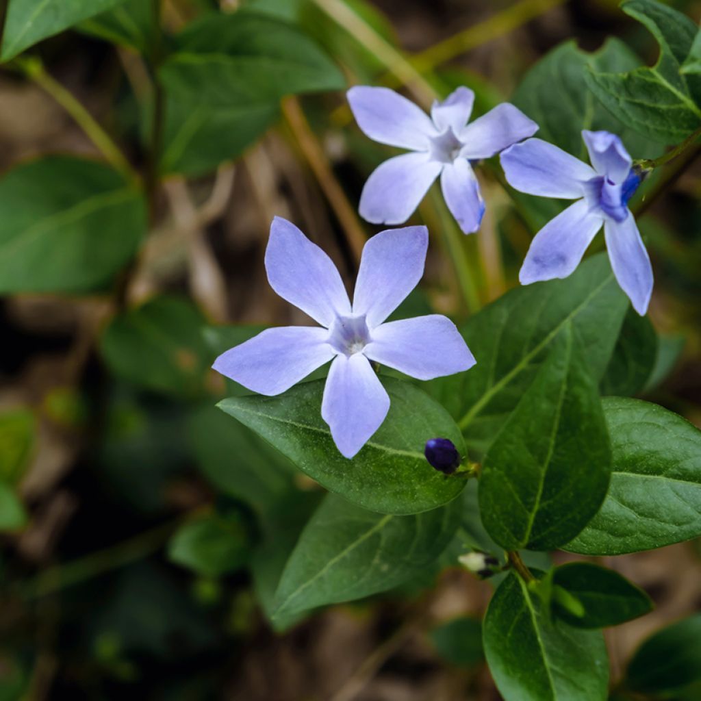 Vinca difformis - Alcandorea