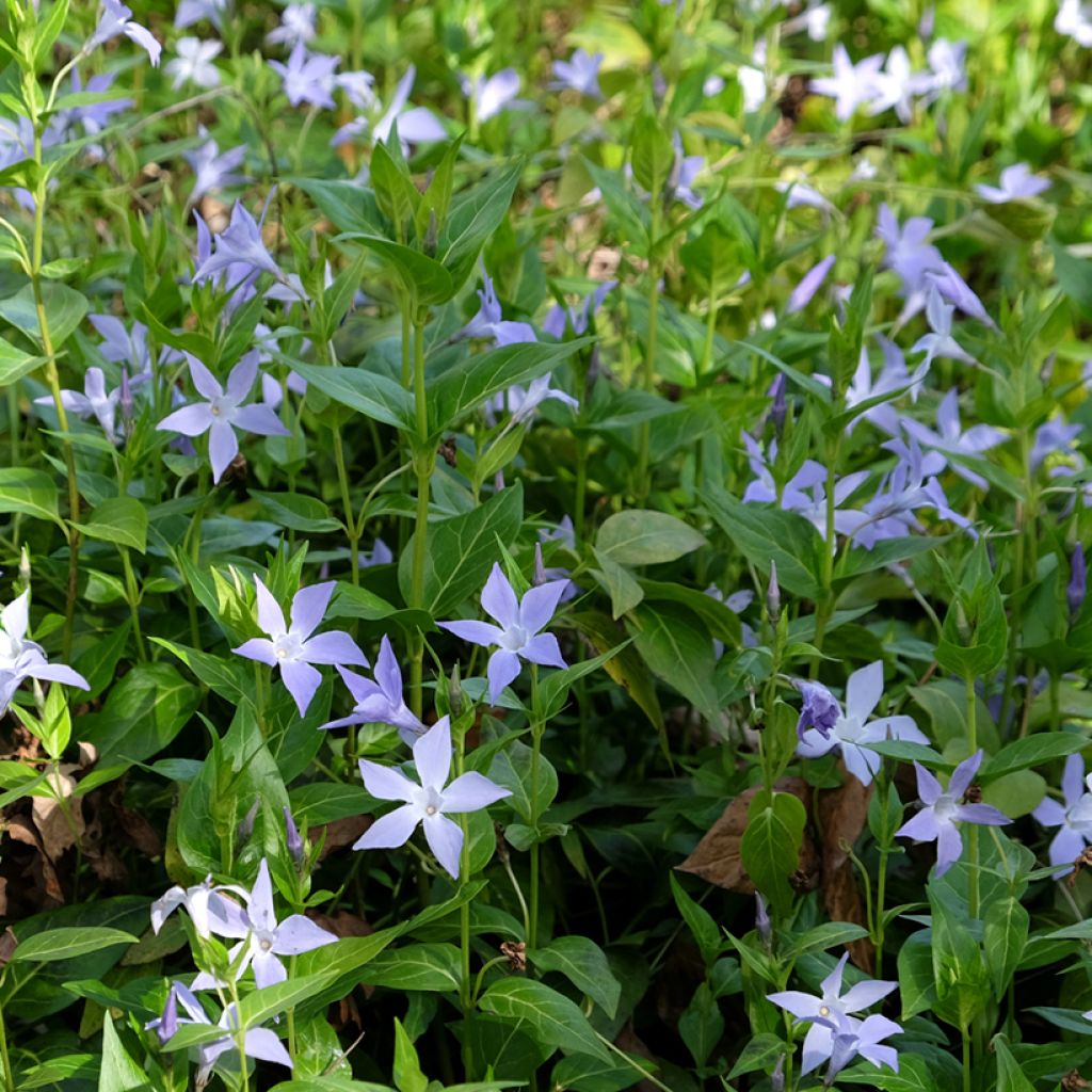 Vinca difformis - Alcandorea