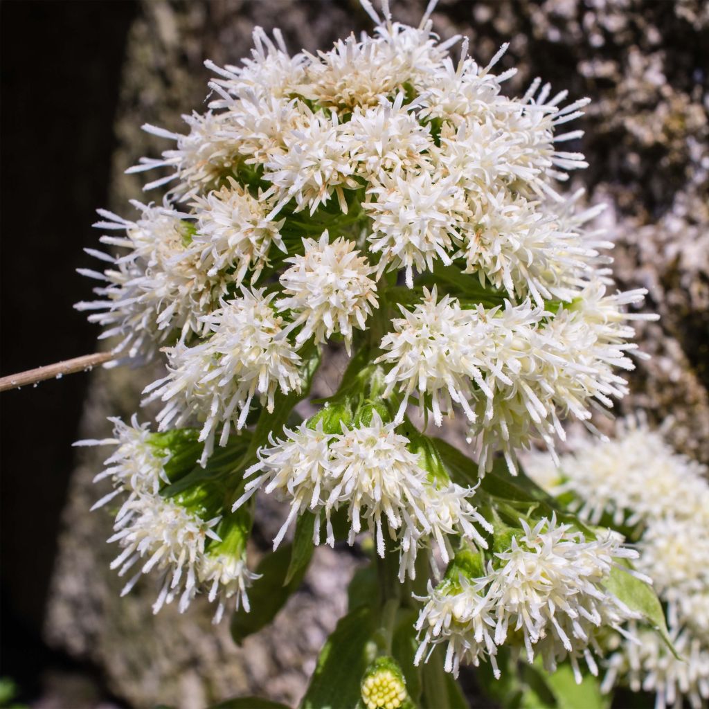 Petasites albus - Butterbur blanco