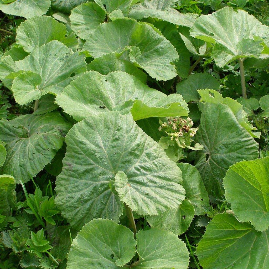 Petasites albus - Butterbur blanco