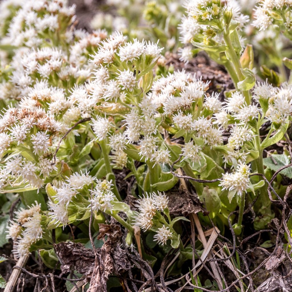 Petasites albus - Butterbur blanco