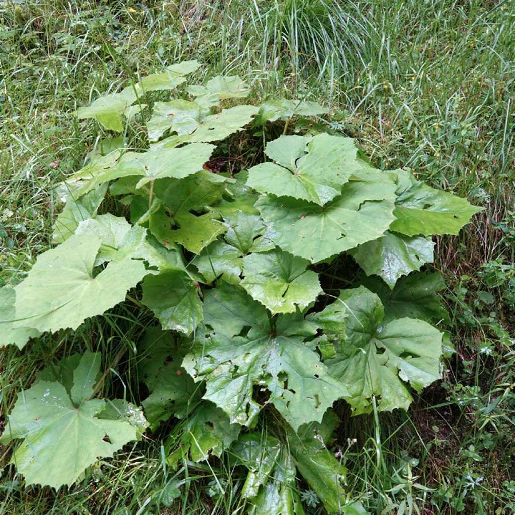 Petasites albus - Butterbur blanco