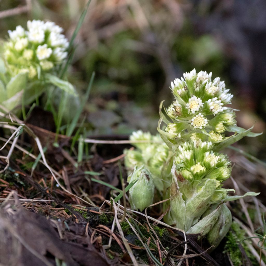 Petasites albus - Butterbur blanco