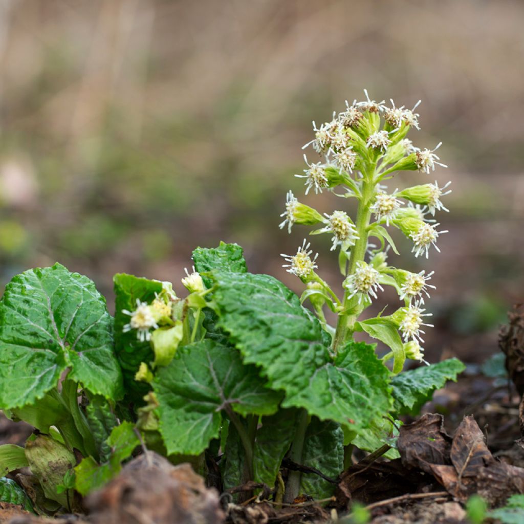 Petasites albus - Butterbur blanco