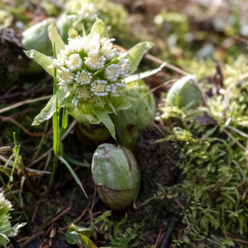 Petasites albus - Butterbur blanco