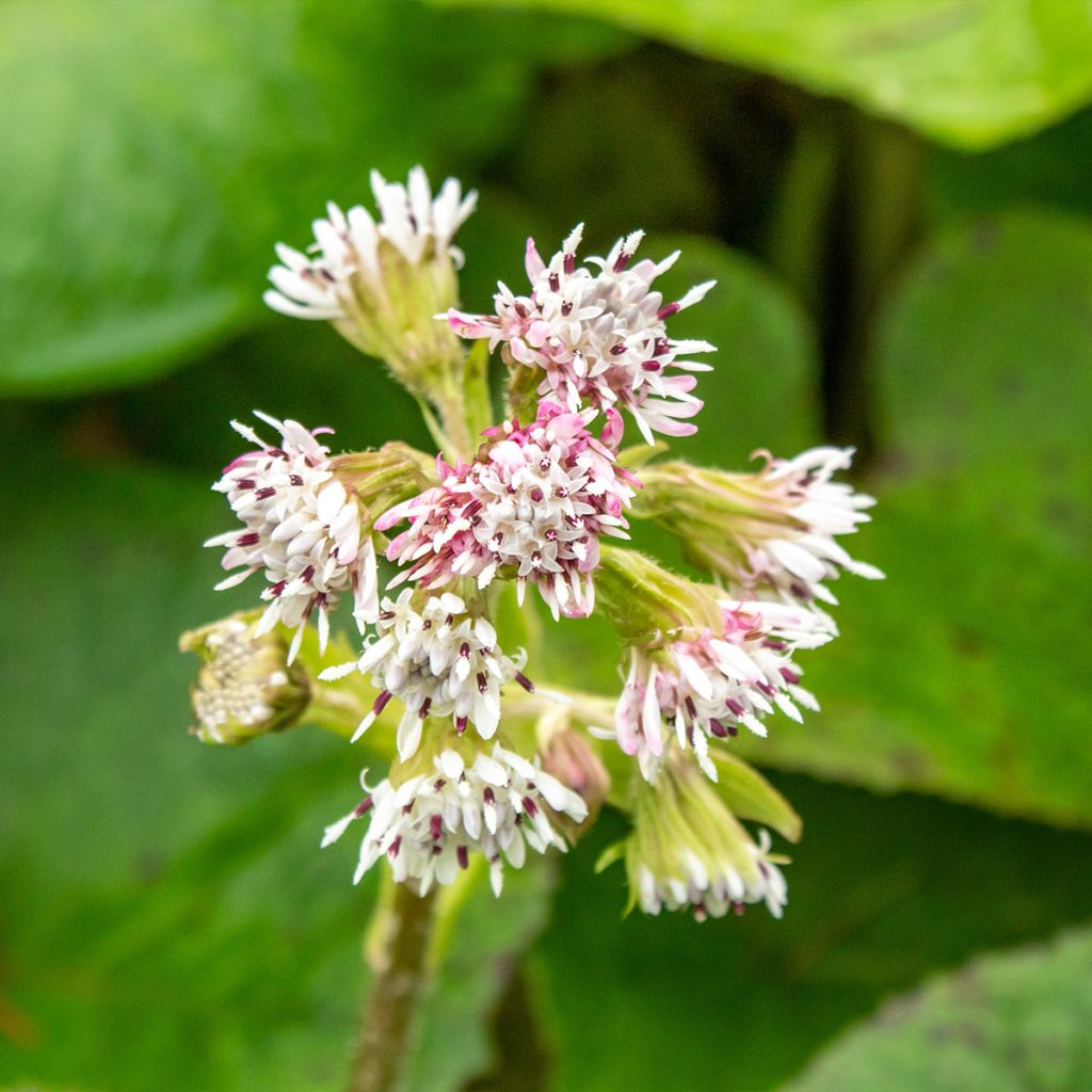 Petasites fragrans