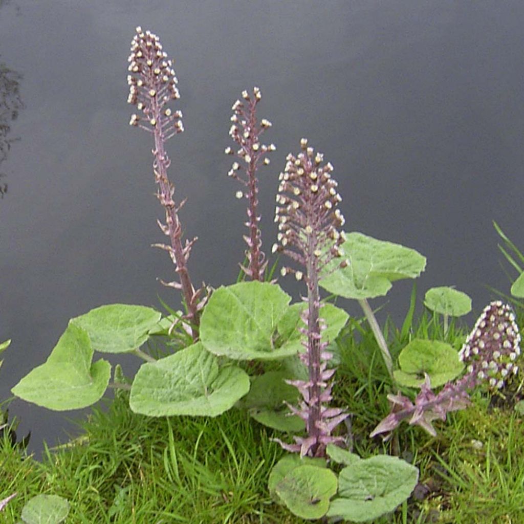 Petasites hybridus