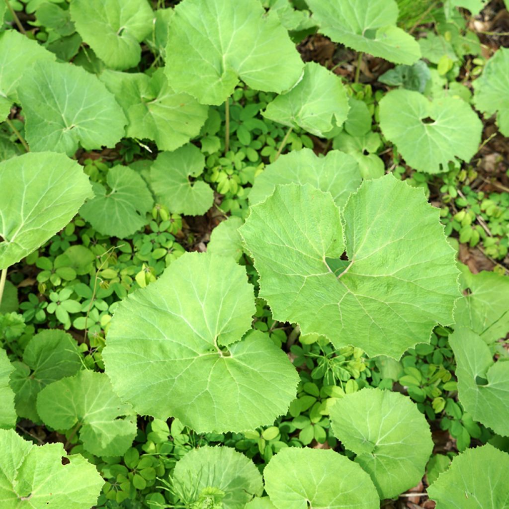 Petasites hybridus