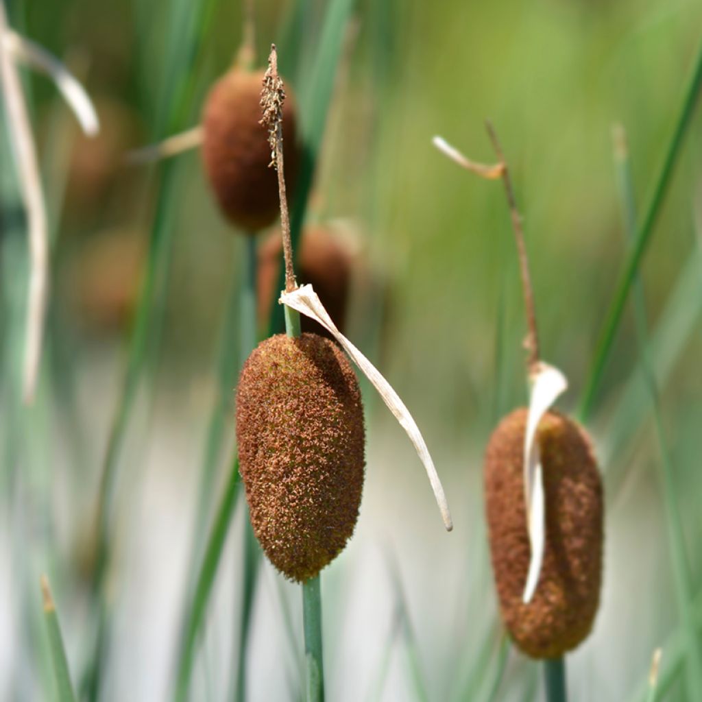 Typha minima - Espadaña en miniatura