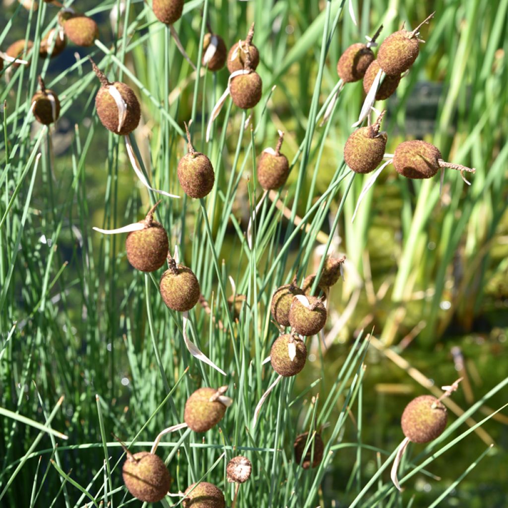 Typha minima - Espadaña en miniatura