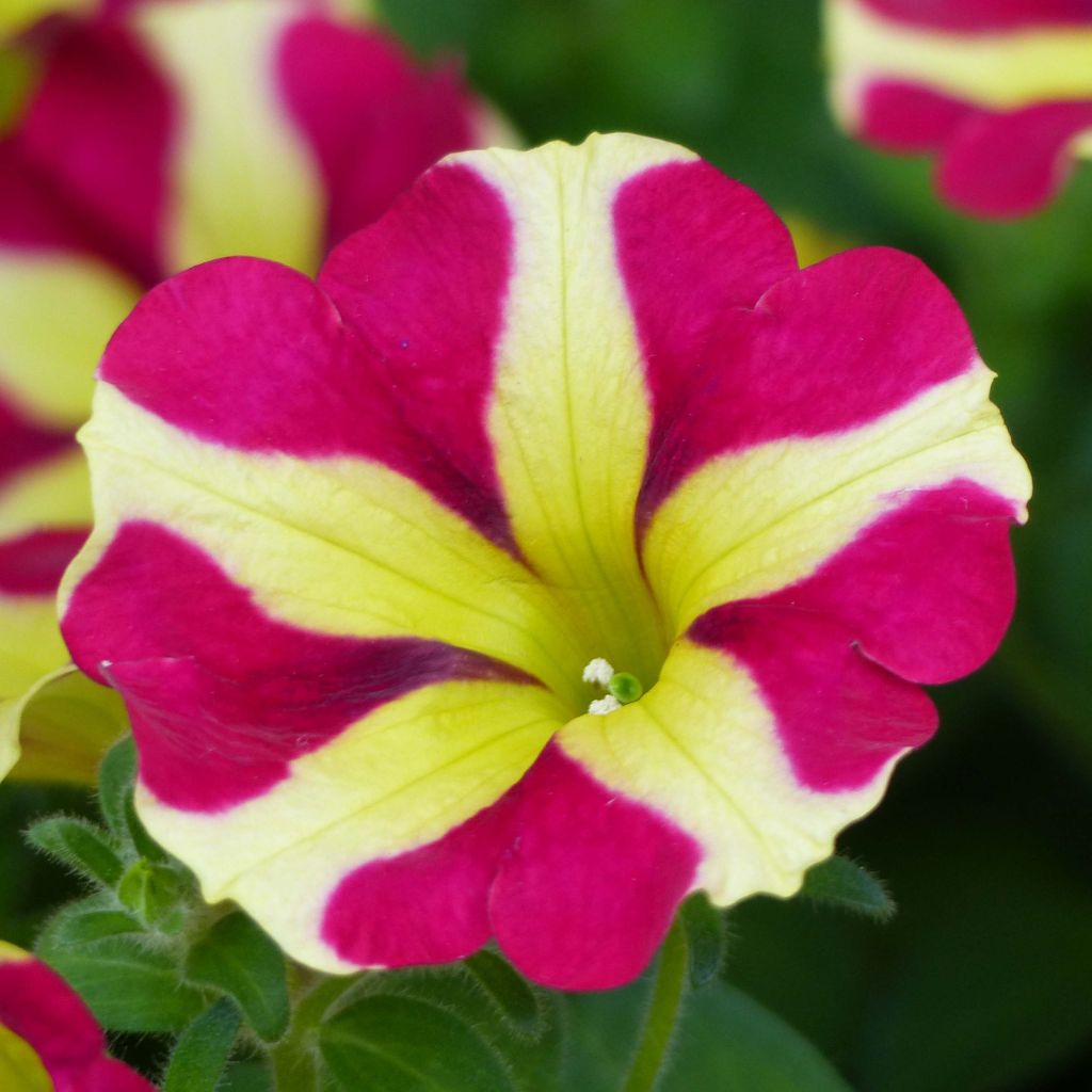 Petunia Amore Queen of Hearts