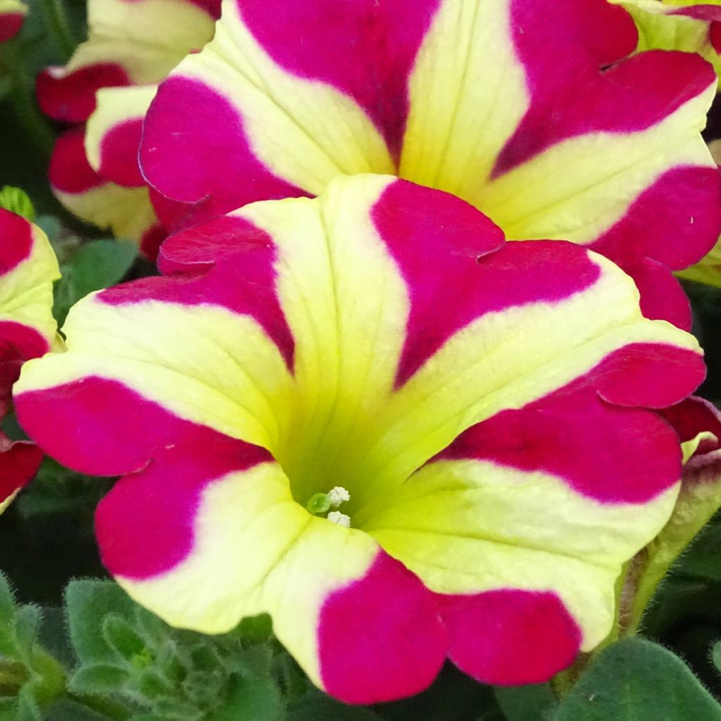 Pétunia Amore Queen of Hearts