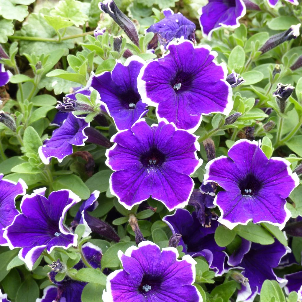 Pétunia Blue Picotee