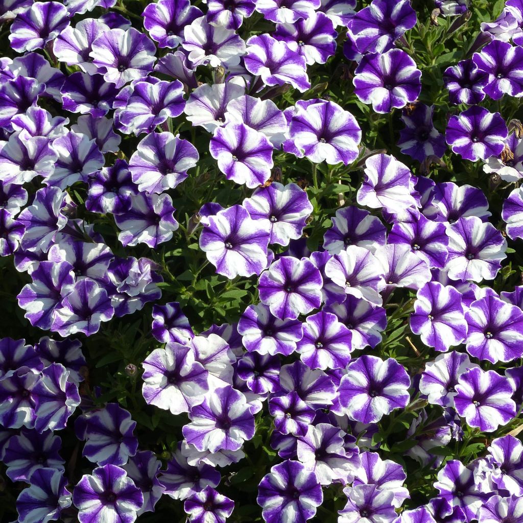 Petunia Blueberry Star - Pétunia hybride bleu-violet et blanc.