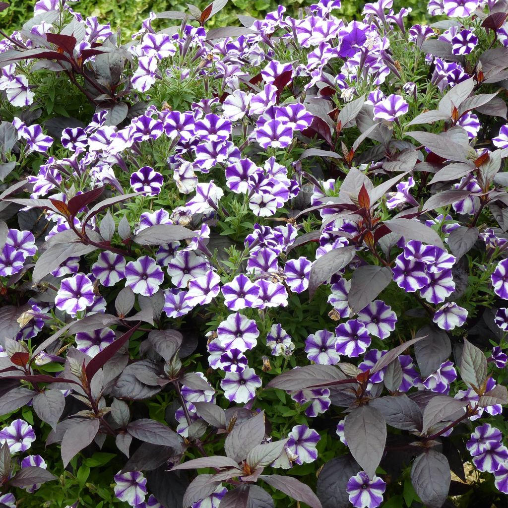 Petunia Blueberry Star - Pétunia hybride bleu-violet et blanc.