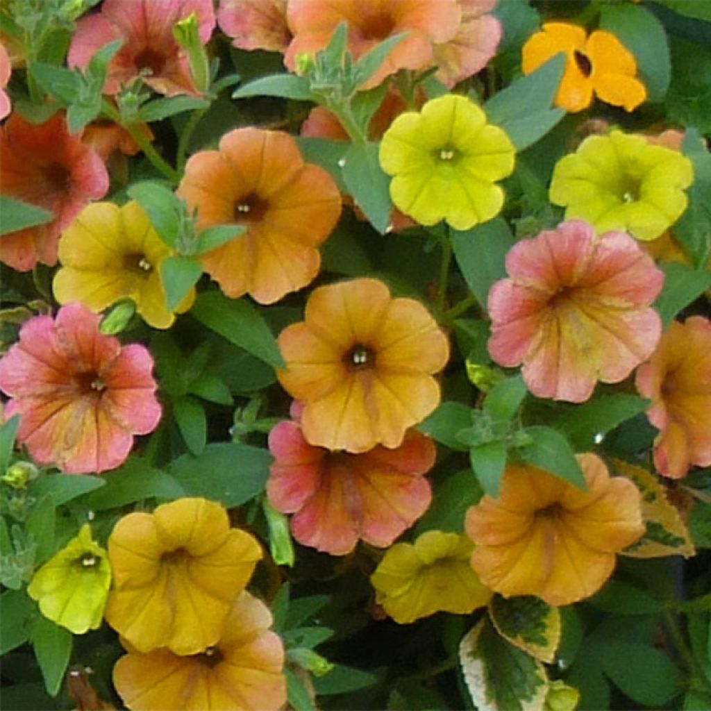 Petunia Cascadia Indian Summer