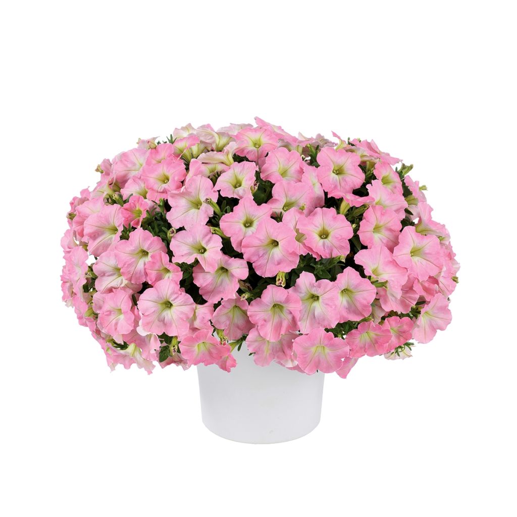 Petunia Capella Baby Pink