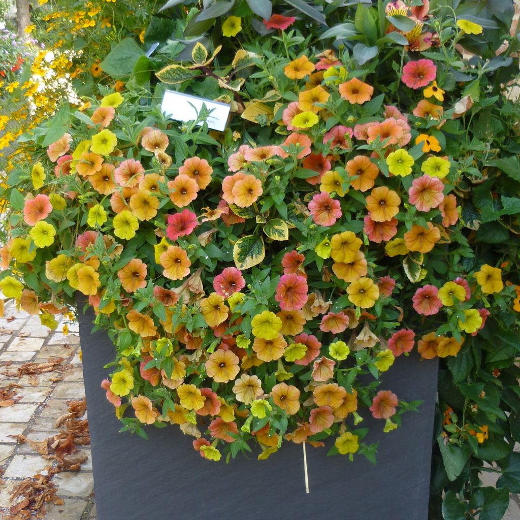 Petunia Cascadia Indian Summer