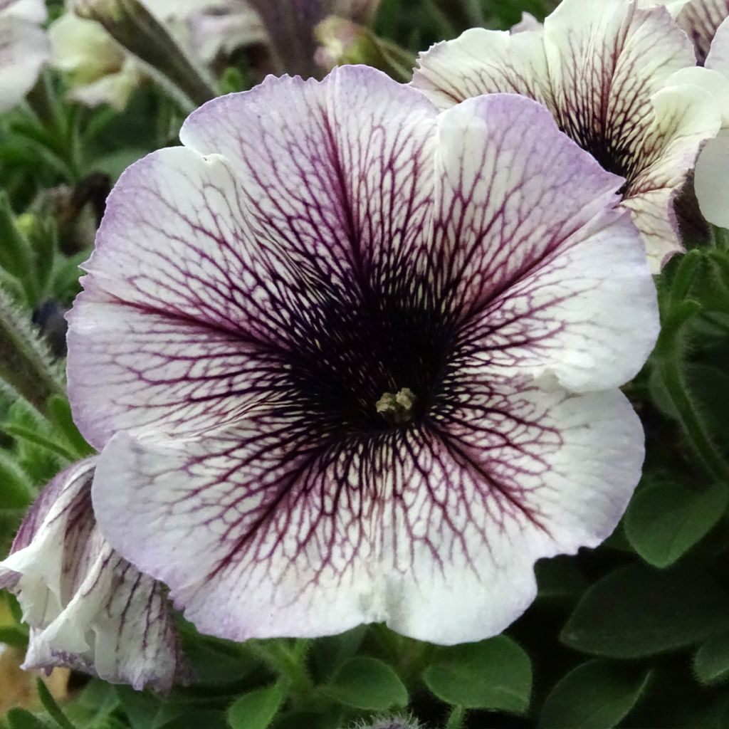 Petunia Designer Cappuccino