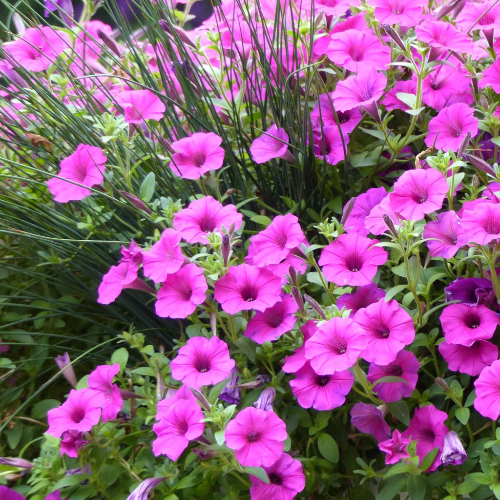 Petunia Pure Raspberry Mini-mottes