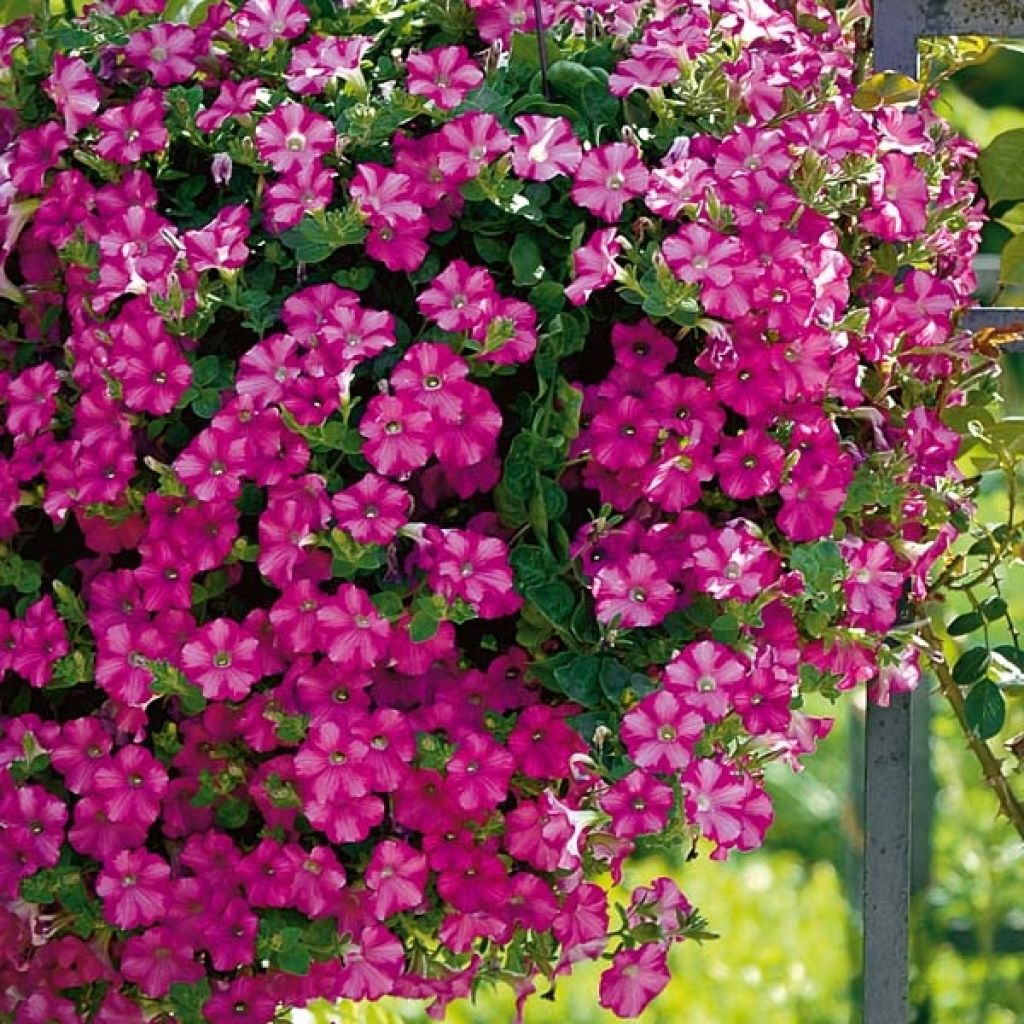 Pétunia supertunia Raspberry Blast