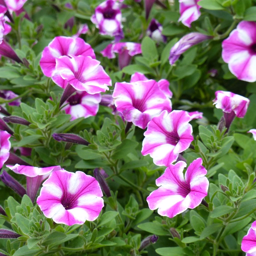 Petunia Raspberry Star