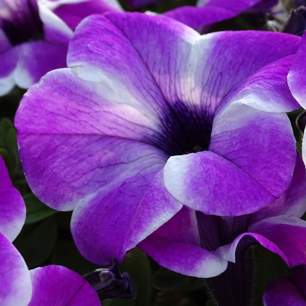 Petunia Red Carpet Orchid Frost