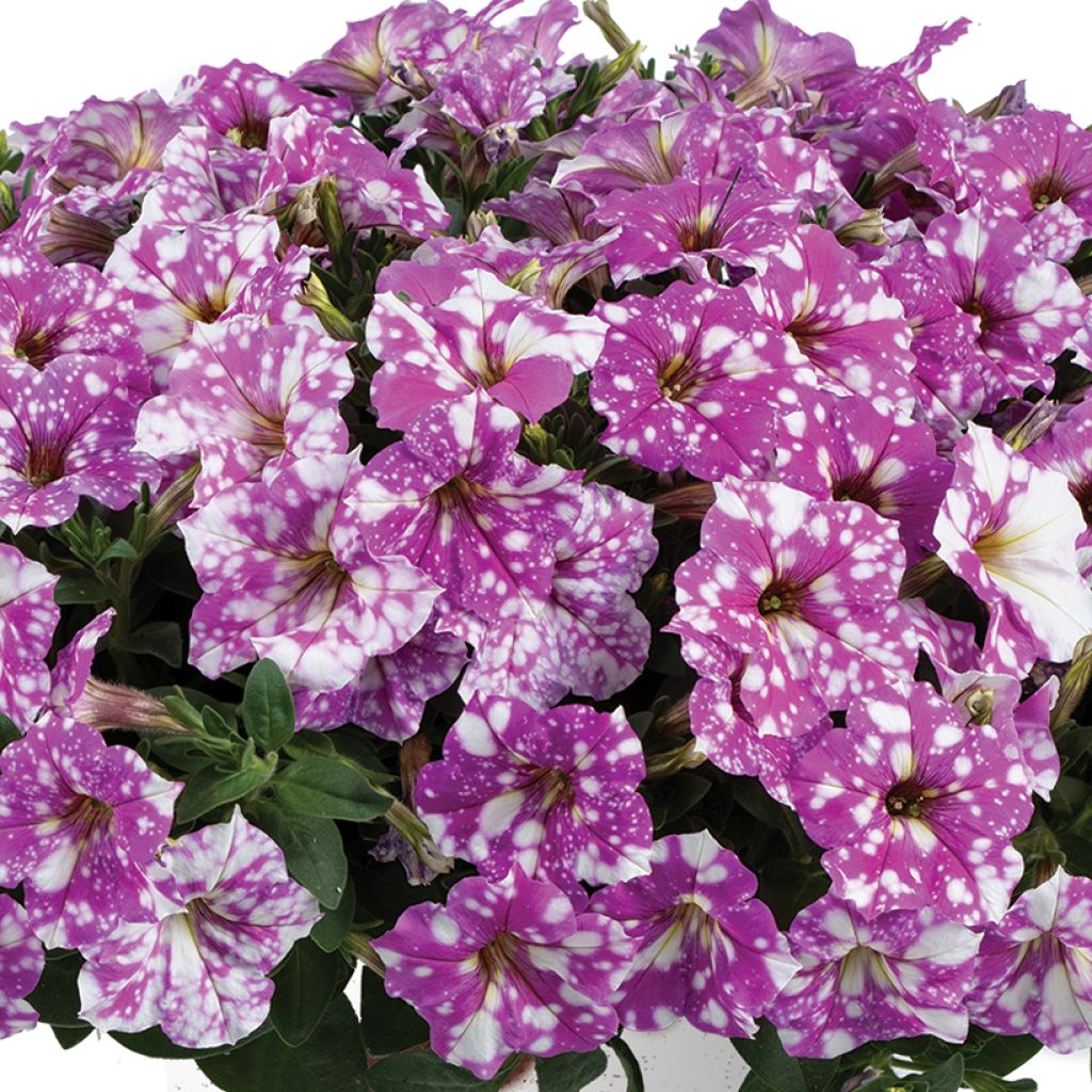 Petunia Splash Dance Fucsia Flamenco