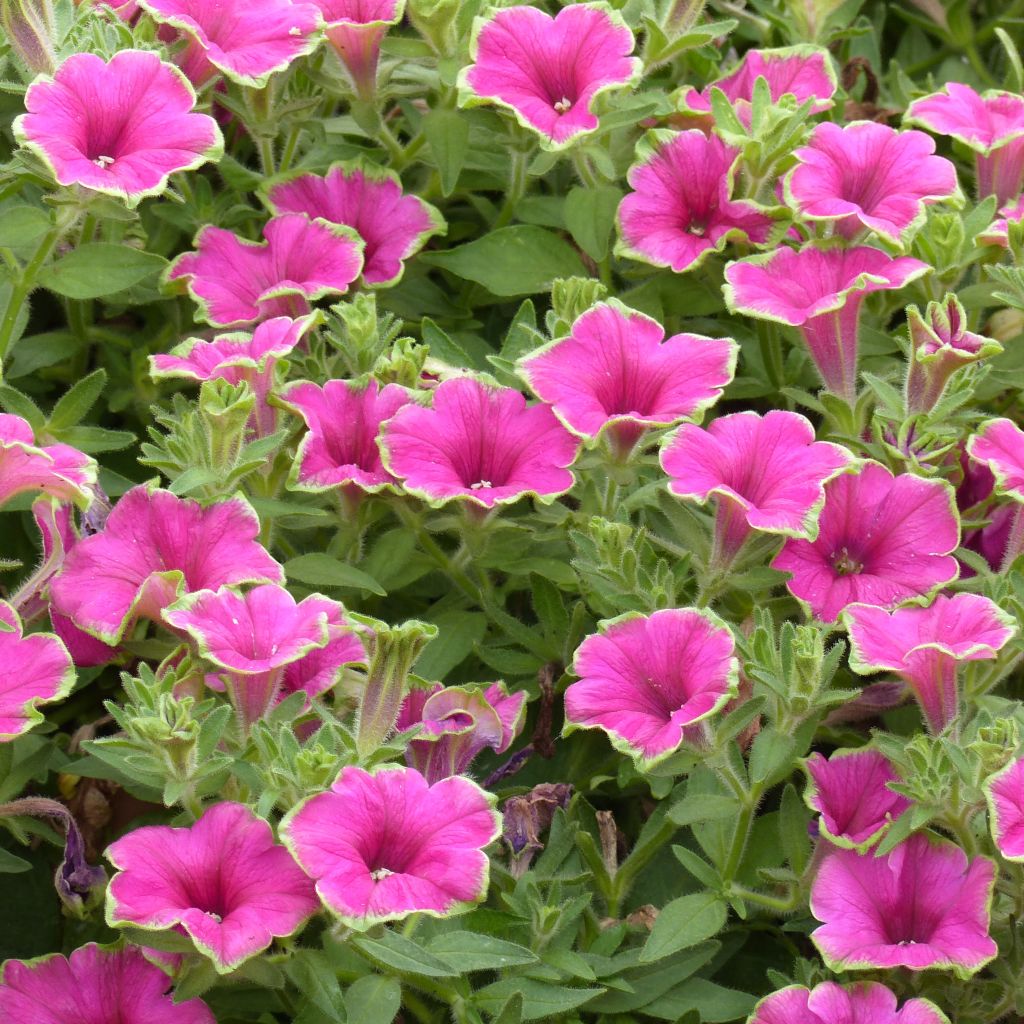 Petunia Supertunia Picasso in Pink - Pétunia retombant rose vif