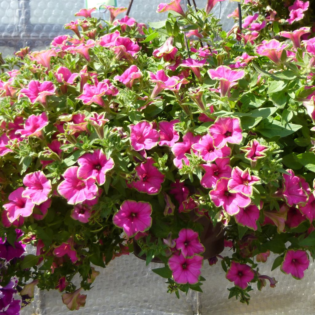 Petunia Supertunia Picasso in Pink - Pétunia retombant rose vif