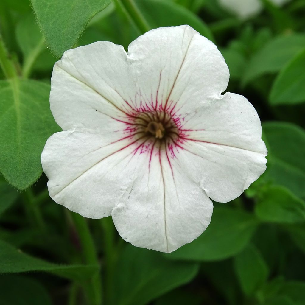 Pétunia Supertunia Vista® Silverberry