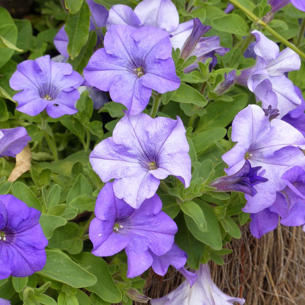 Petunia Surfinia Heavenly Blue Mini-mottes