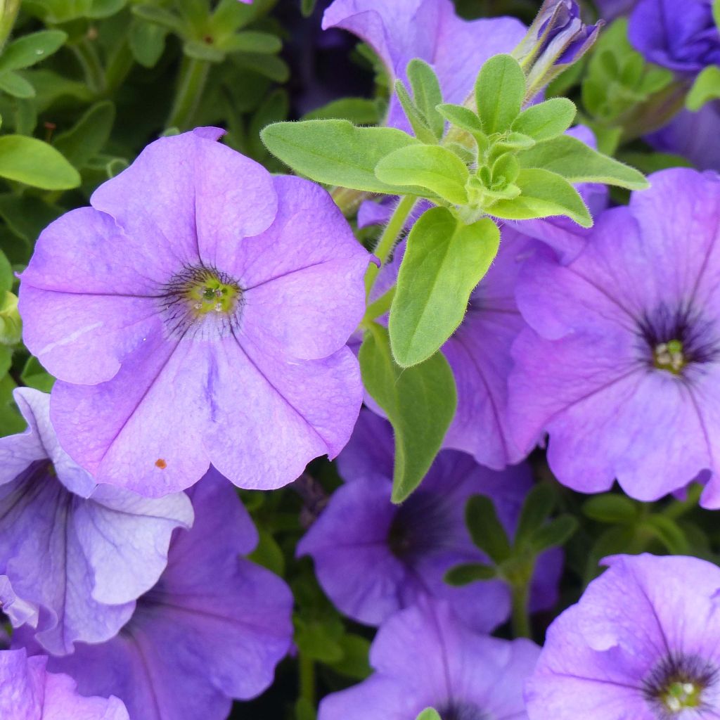 Petunia Surfinia Heavenly Blue Mini-mottes