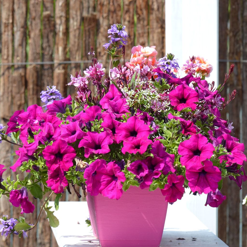 Petunia Surfinia Purple pourpre