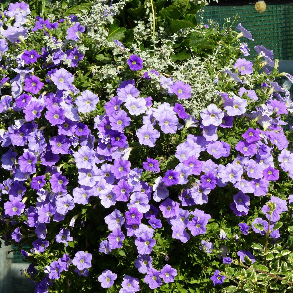 Petunia Surfinia Sky Blue bleu ciel