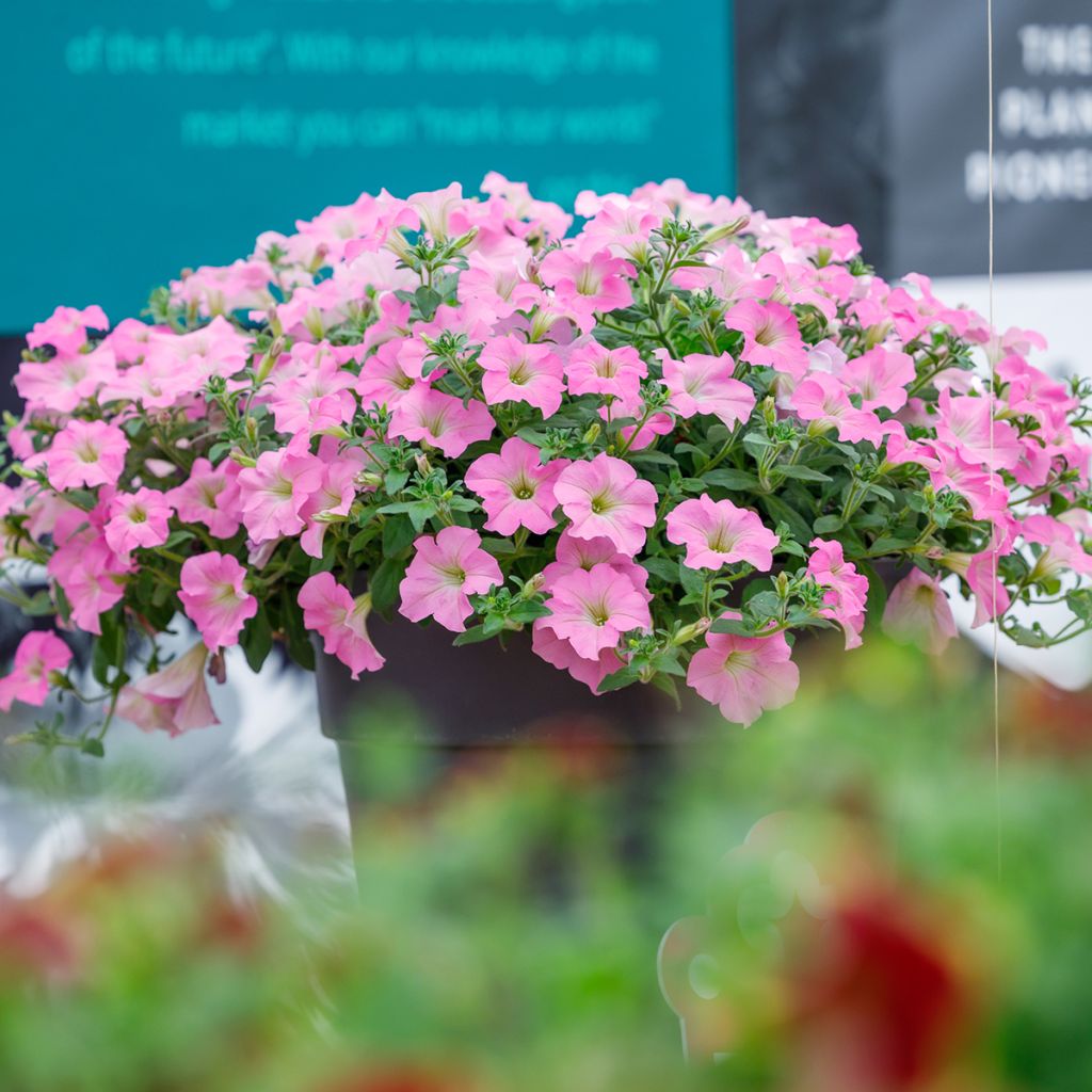 Petunia Surfinia Trailing Big Pink