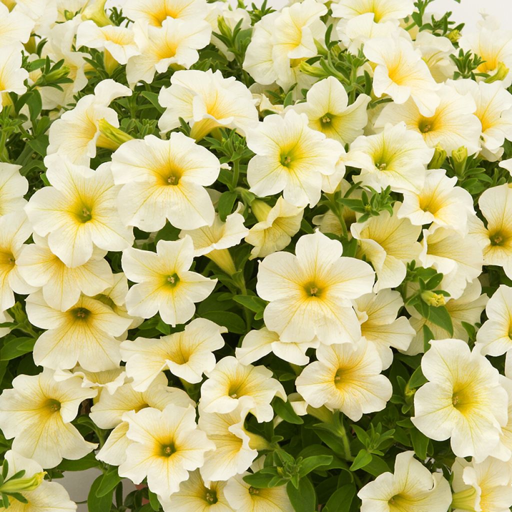 Petunia Surfinia Trailing Light Yellow