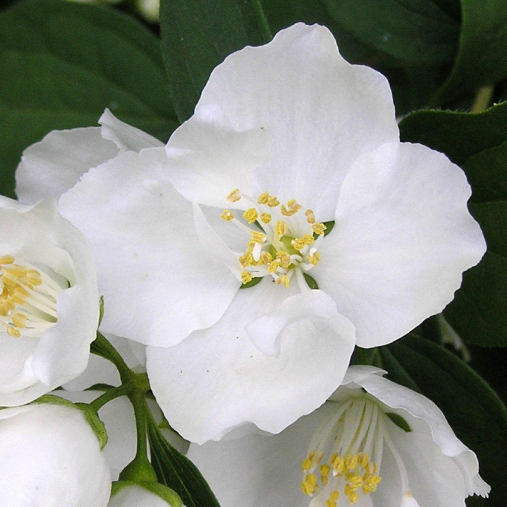 Philadelphus Bouquet Blanc - Celinda