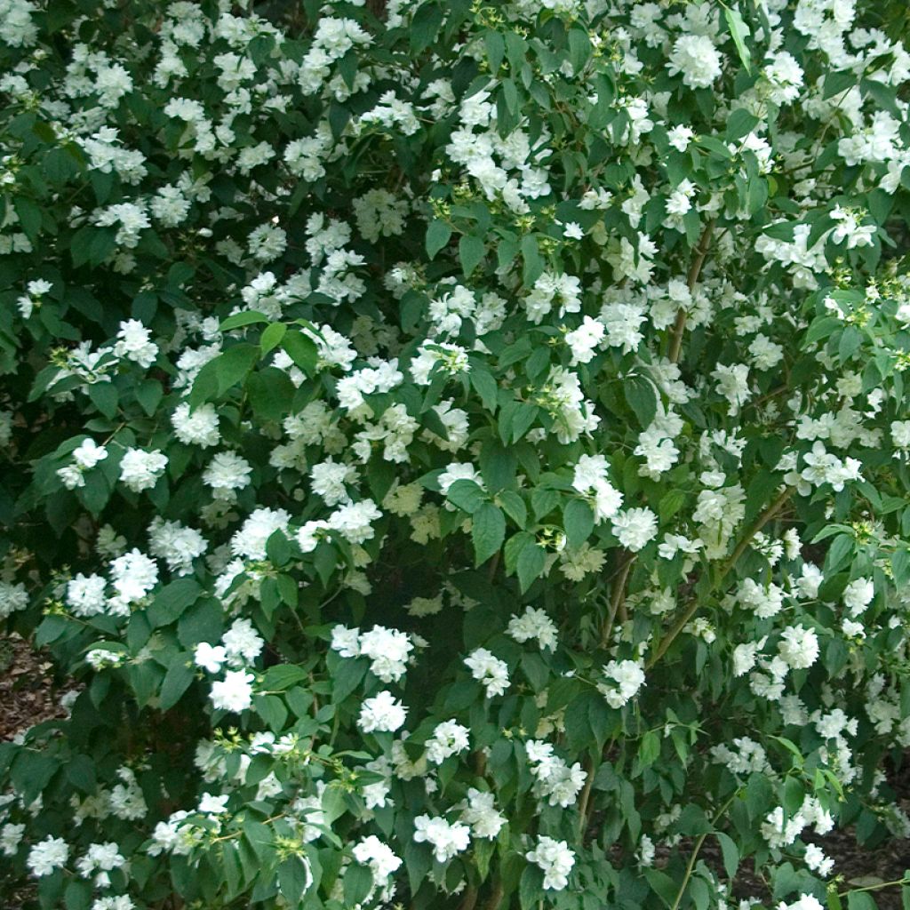 Philadelphus Bouquet Blanc - Celinda