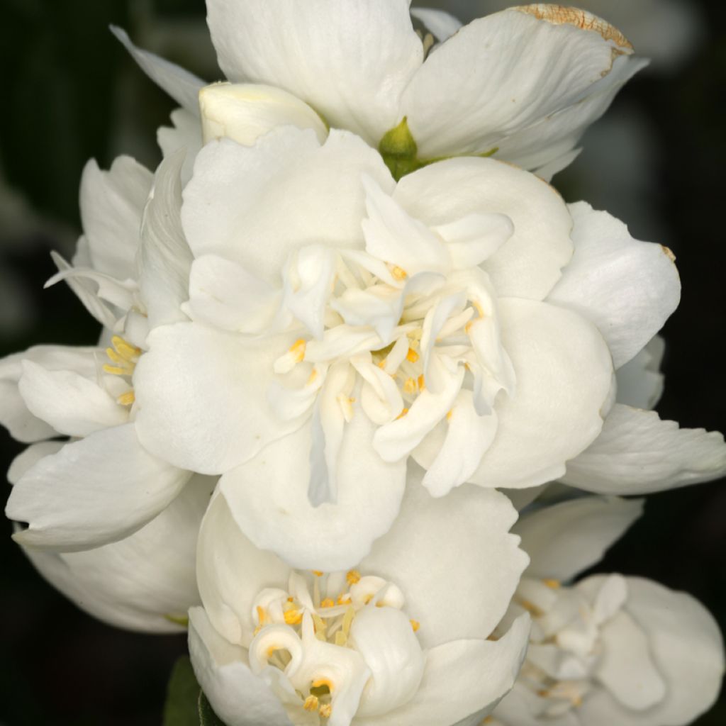 Philadelphus coronarius Justynka - Celinda