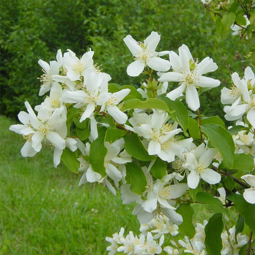 Philadelphus Lemoinei - Seringat de Lemoine