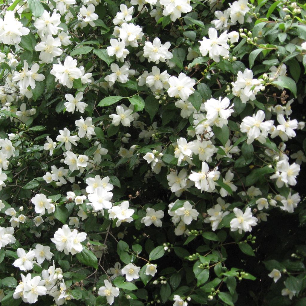 Philadelphus Virginal - Celinda