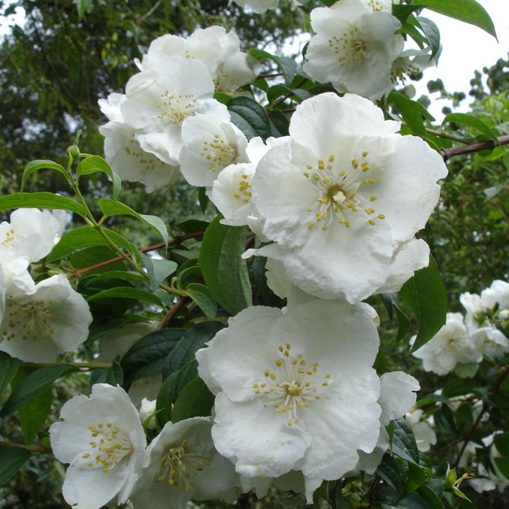 Philadelphus Virginal - Celinda