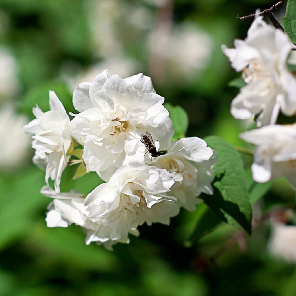 Philadelphus Virginal - Celinda