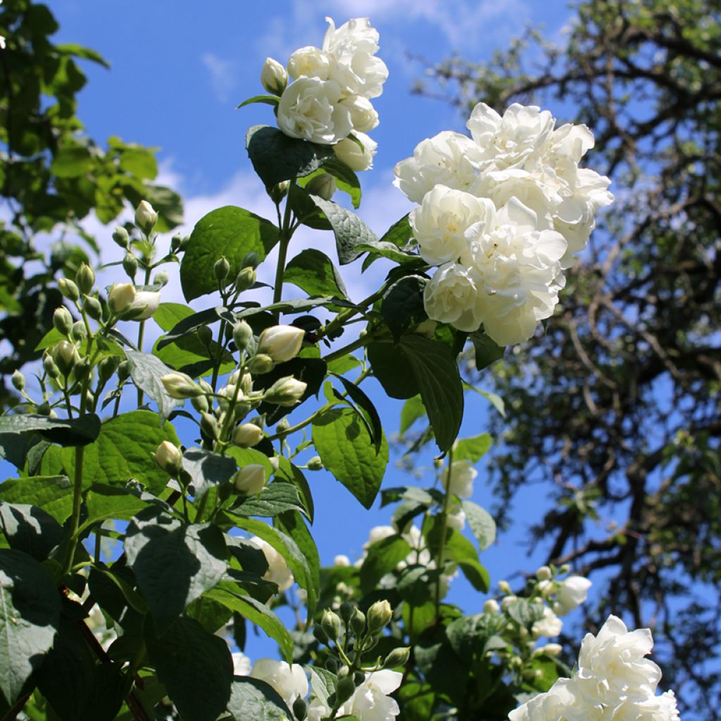 Philadelphus Virginal - Celinda