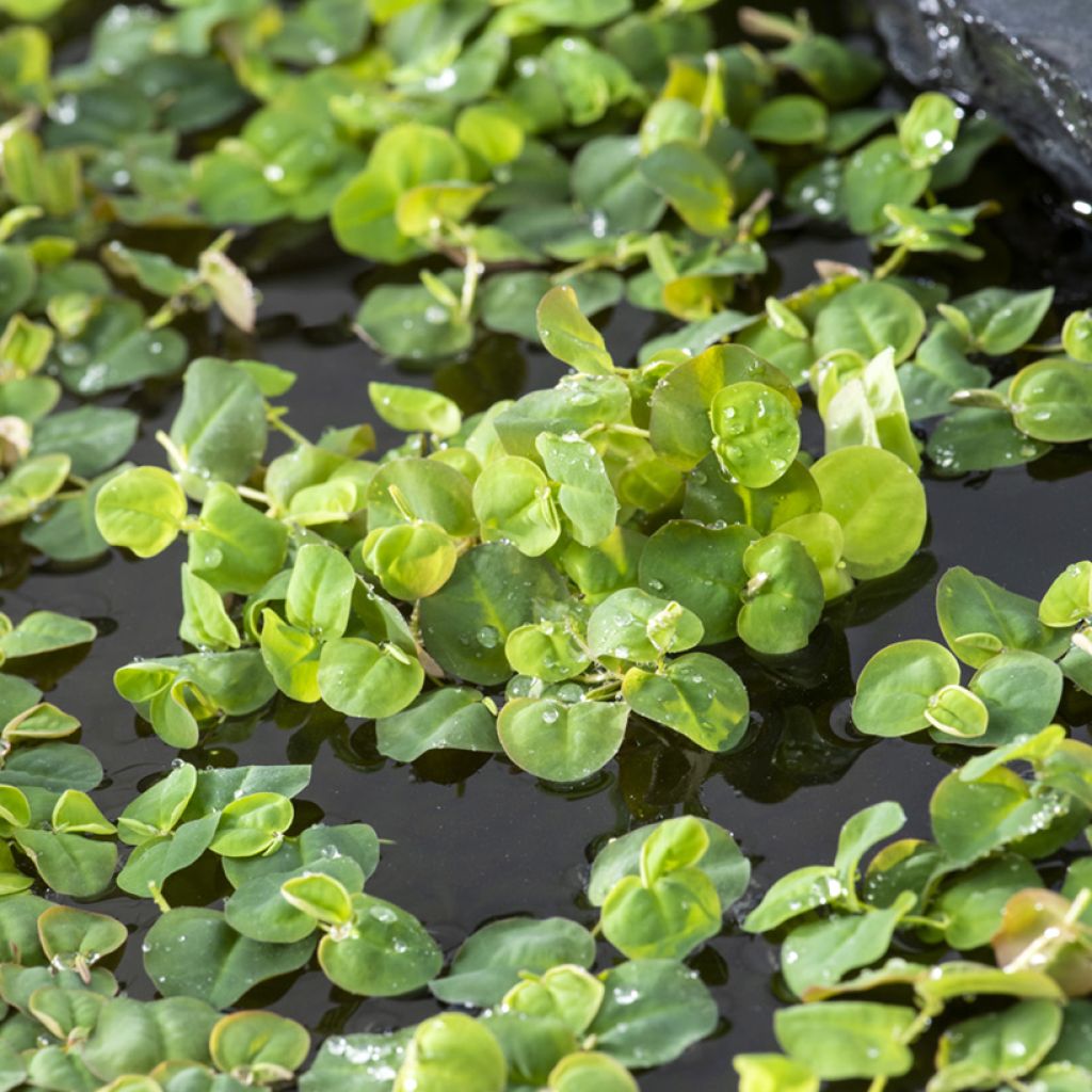 Phyllanthus fluitans - Flotador de raíz roja