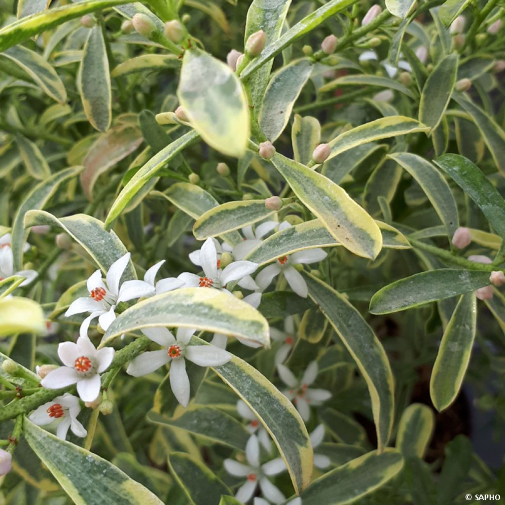 Eriostemon myoporoides Gold Touch