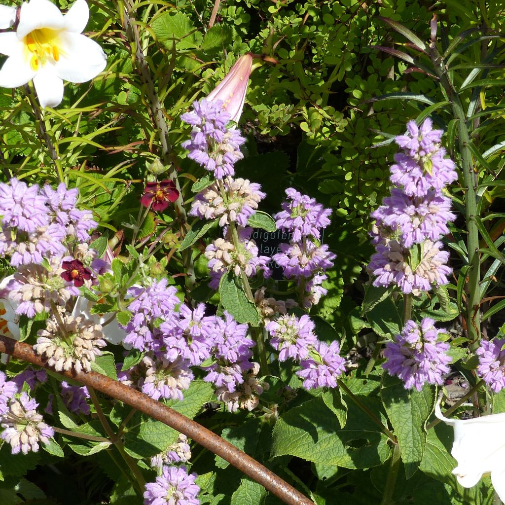 Phlomis cashmeriana - Flomis